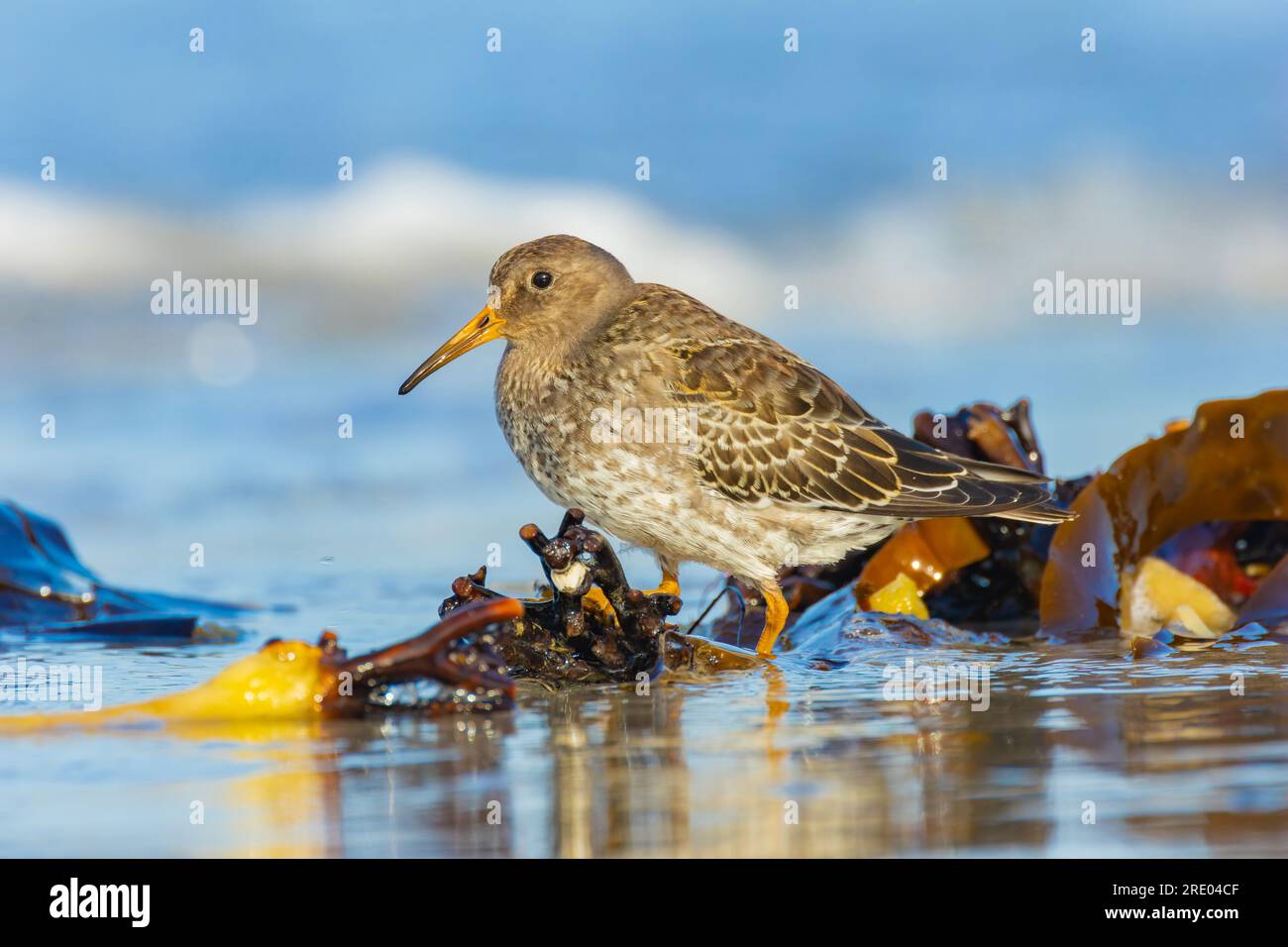 Ponceuse violette (Calidris maritima), fourragère dans la marge de lavage, vue de côté, Allemagne, Schleswig-Holstein, Heligoland Banque D'Images