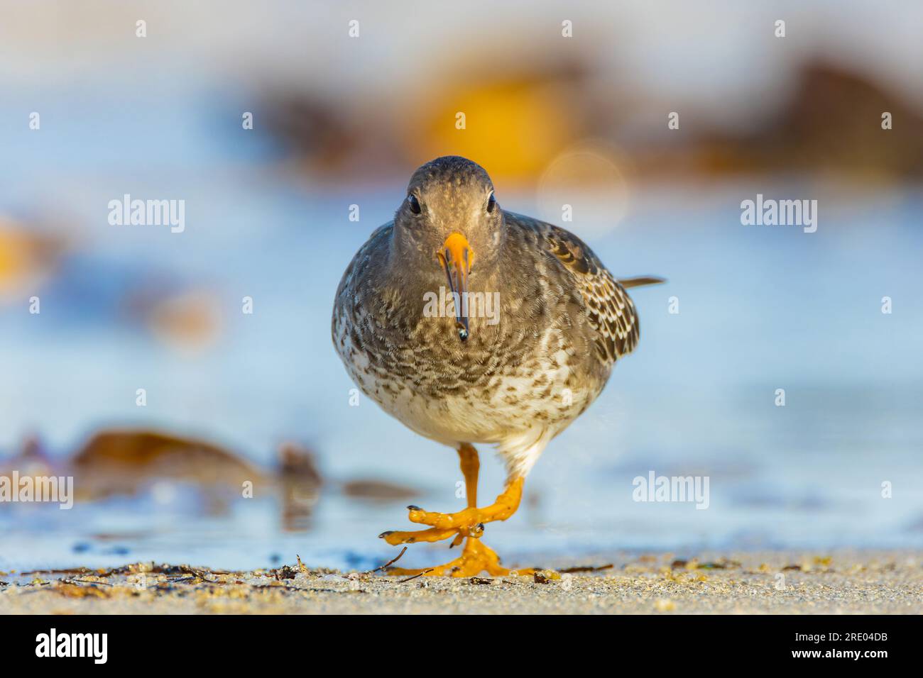 Ponceuse violette (Calidris maritima), fourragère dans la marge de lavage, vue de face, Allemagne, Schleswig-Holstein, Heligoland Banque D'Images