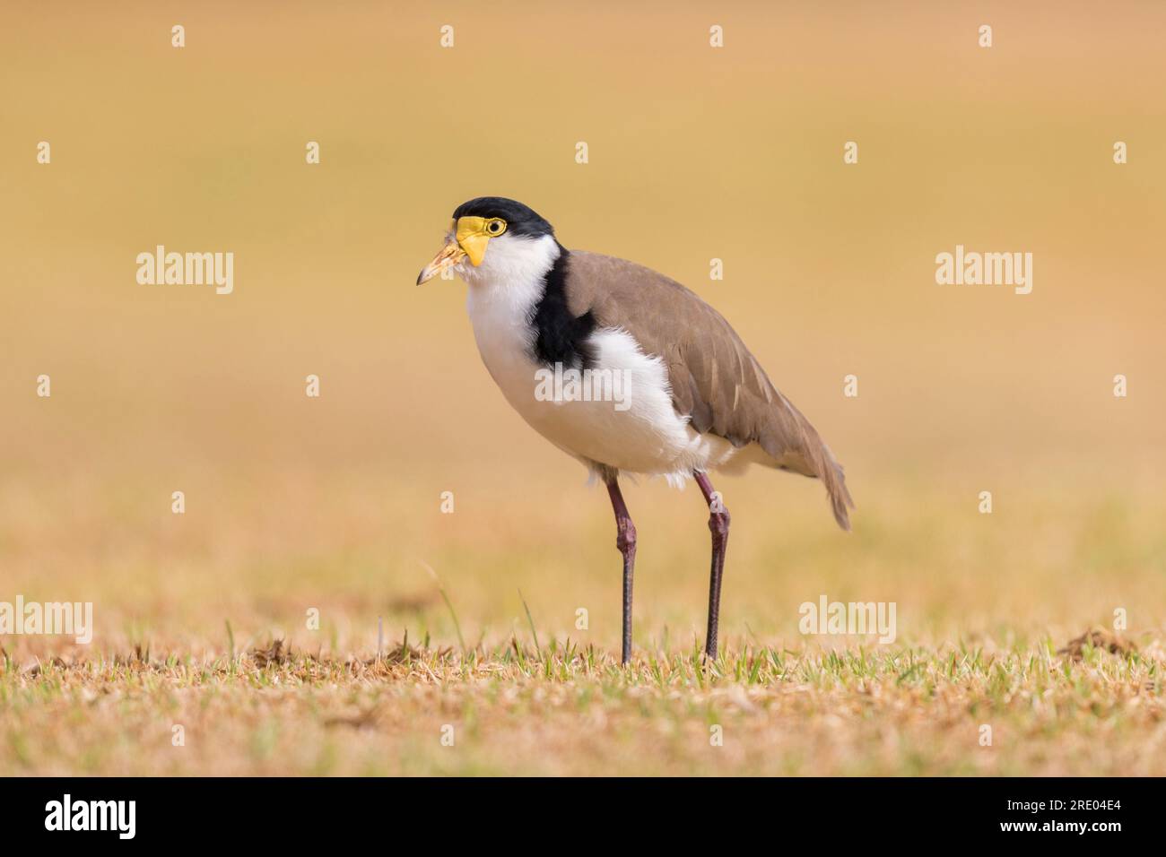 Pluvier masqué (Vanellus miles novaehollandiae, Vanellus novaehollandiae), au sol, Australie, Australie méridionale Banque D'Images