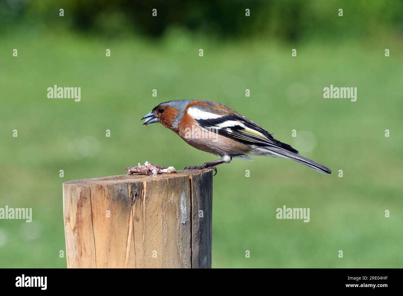 Chaffinch (Fringilla coelebs), manger sur un poteau en bois, vue latérale, France, Bretagne, Erquy Banque D'Images