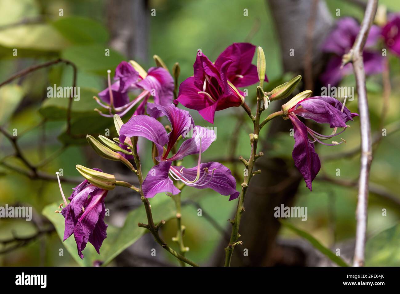 Ébène de montagne, orchidée (Bauhinia variegata), fleurs, États-Unis, Hawaï, Maui Banque D'Images