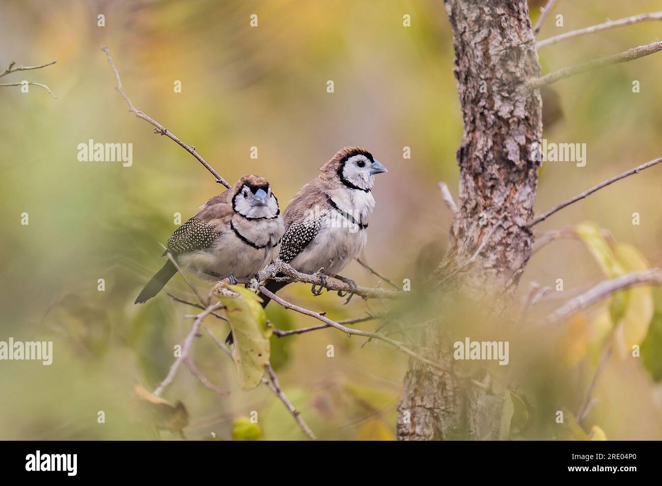 finlandais à double barre (Poephila bichenovii, Taeniopygia bichenovii), deux pinsons à double barre se perchant ensemble sur une branche, Australie, Queensland Banque D'Images
