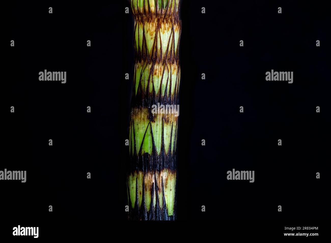 Grande prêle, prêle géante du nord (Equisetum telmateia, Equisetum telmateja, Equisetum maximum), germe sur fond noir, pays-Bas Banque D'Images