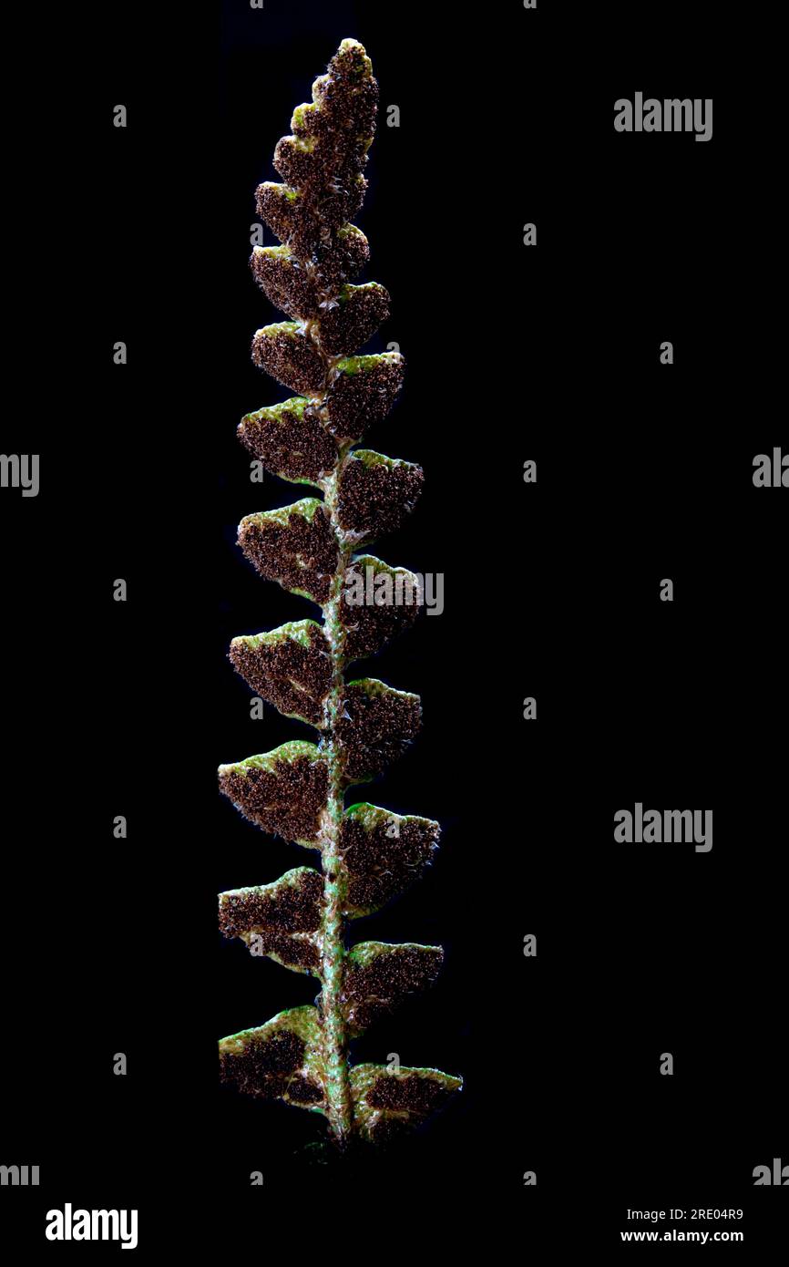 Rhizomanie commune, Rustyback (Asplenium ceterach, Ceterach officinarum), feuille, dessous avec sporanges sur fond noir, pays-Bas Banque D'Images