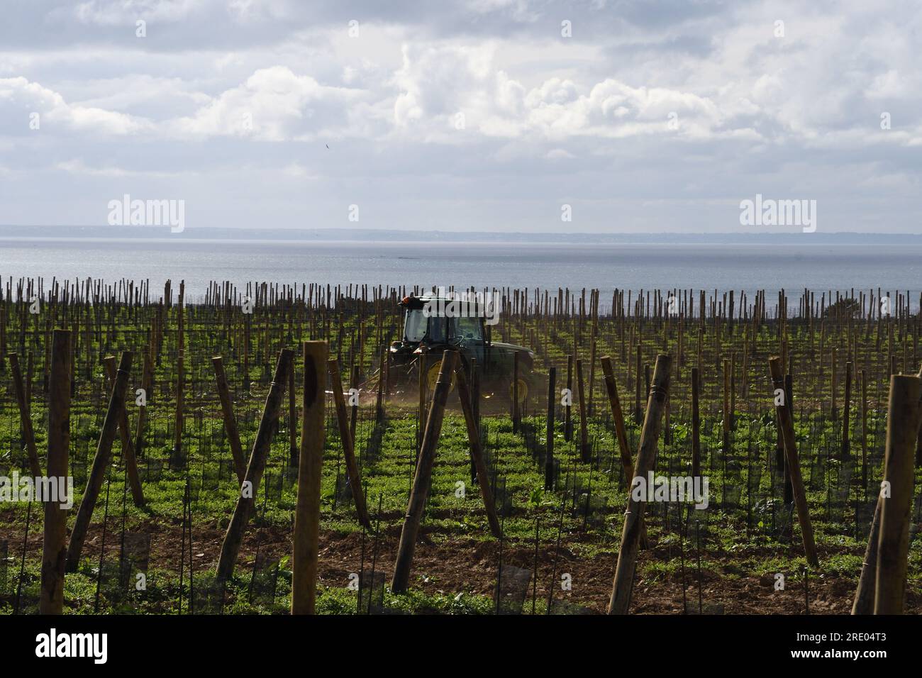Vignoble nouvellement planté sur la côte bretonne, France, Bretagne, Erquy Banque D'Images