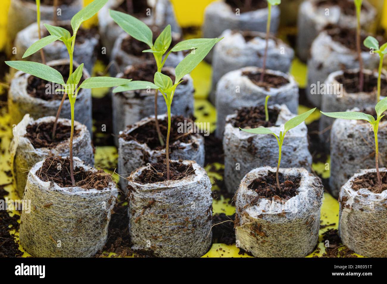 Piment, paprika (Capsicum annuum), semis cultivés à partir de graines dans des pots de tourbe Banque D'Images