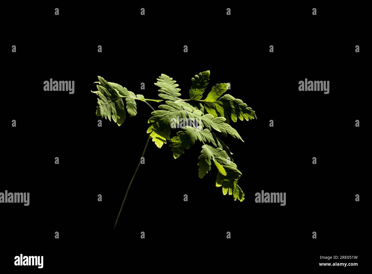 Fougère de chêne (Gymnocarpium dryopteris), jeune feuille sur fond noir, pays-Bas Banque D'Images