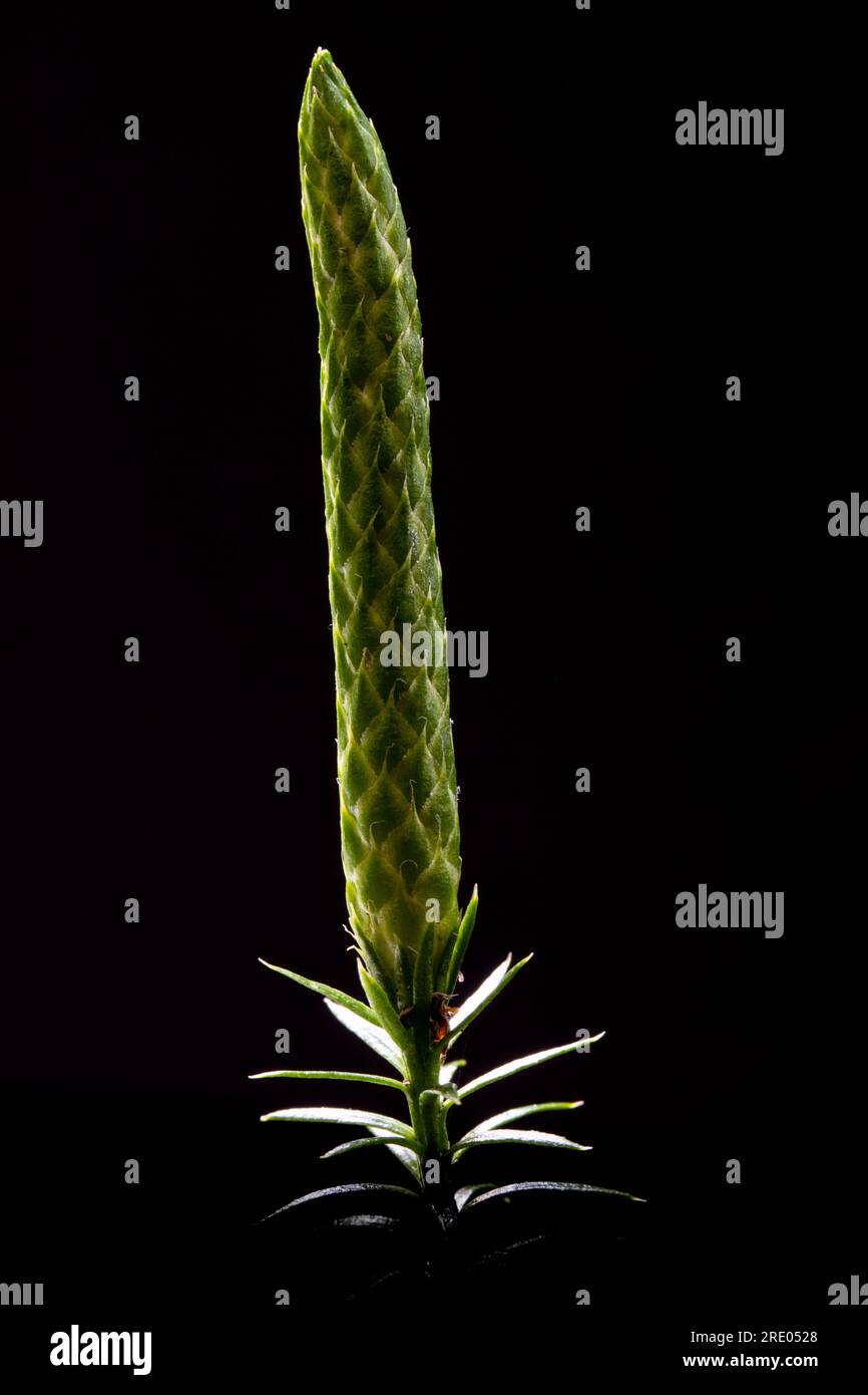 Clubmoss raides, pin broyé raide, mousses discontinues (Lycopodium annotinum, Spinulum annotinum), sporophylle sur fond noir, Banque D'Images