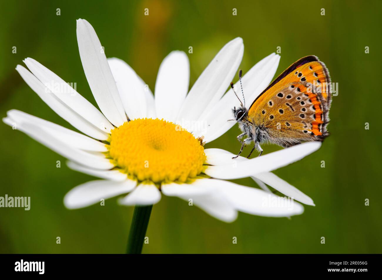 Cuivre violet (Lycaena helle), assis sur une fleur blanche, vue latérale, Allemagne, Rhénanie du Nord-Westphalie, Parc National de l'Eifel Banque D'Images