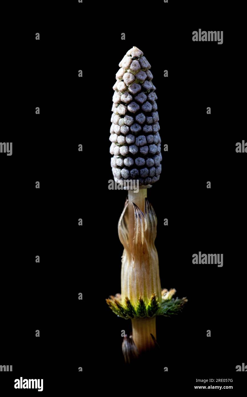 Selle sylvan, selle en bois, selle des bois (Equisetum sylvaticum), germe fertile avec cône sur fond noir, pays-Bas Banque D'Images