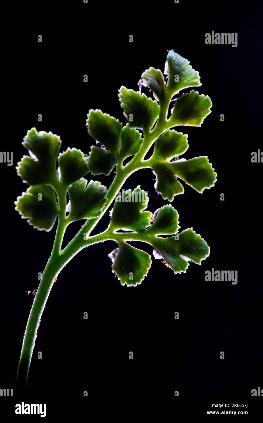Wallrue spleenwort (Asplenium ruta-muraria), face supérieure de la feuille sur fond noir, pays-Bas Banque D'Images