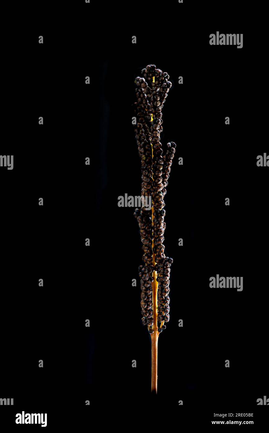 Fougère sensible, fougère perlée (Onoclea sensibilis), détail de la feuille fertile, sporophylles sur fond noir Banque D'Images