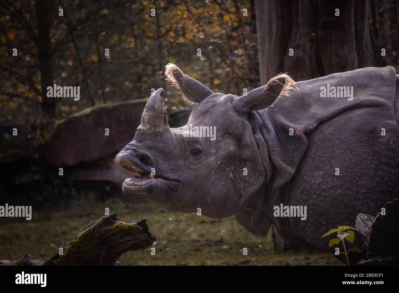 Grand rhinocéros indien respirant à l'extérieur du zoo. Rhinoceros Unicornis Portrait dans le jardin zoologique d'automne. Banque D'Images