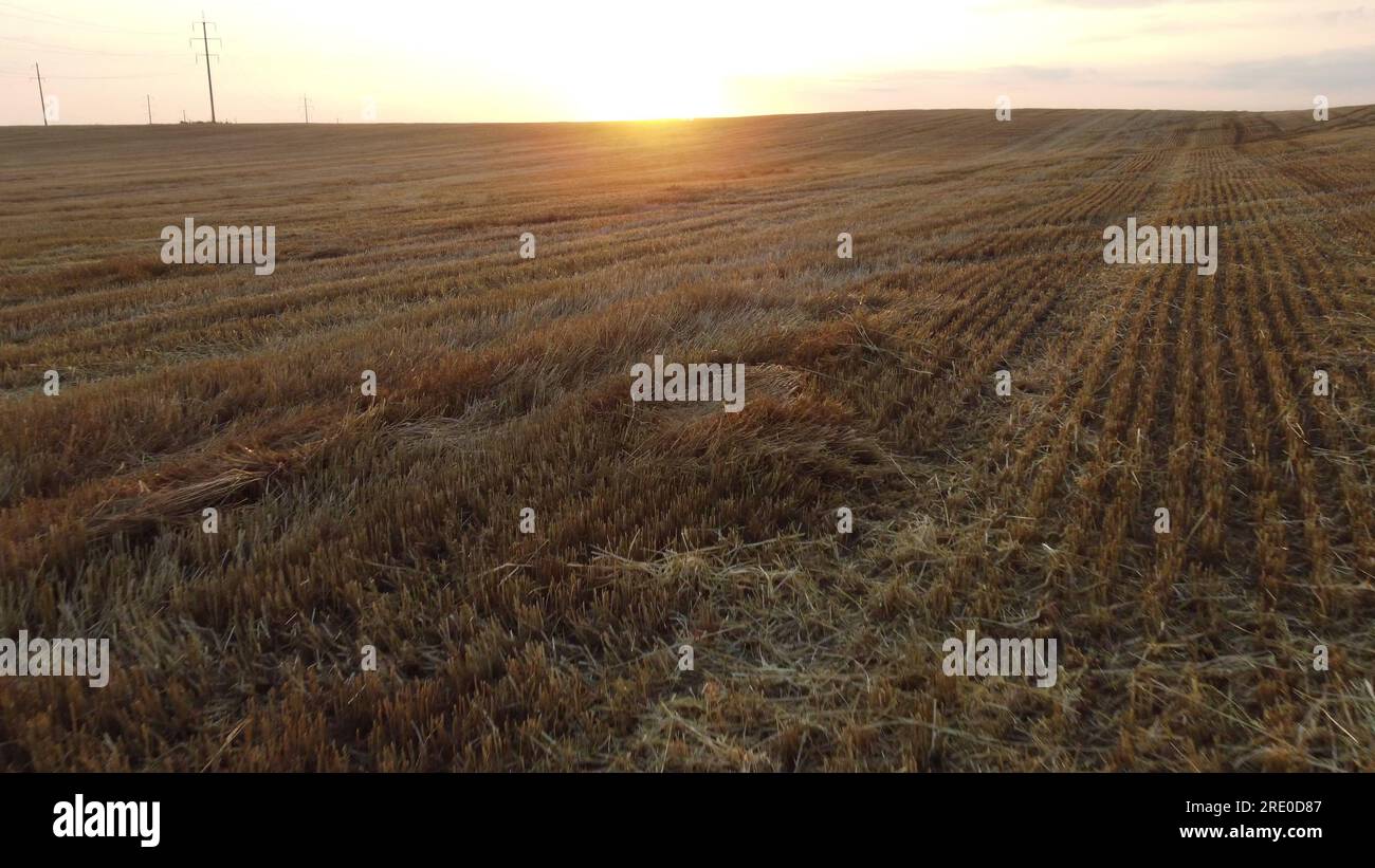 Survolant des tiges de blé fauchée à l'aube du coucher du soleil en été. Coucher de soleil à l'horizon. Piles de paille. Tiges sèches jaunes de champ de blé fauché. Agricole agraire. Récolte récolte hayfield Banque D'Images