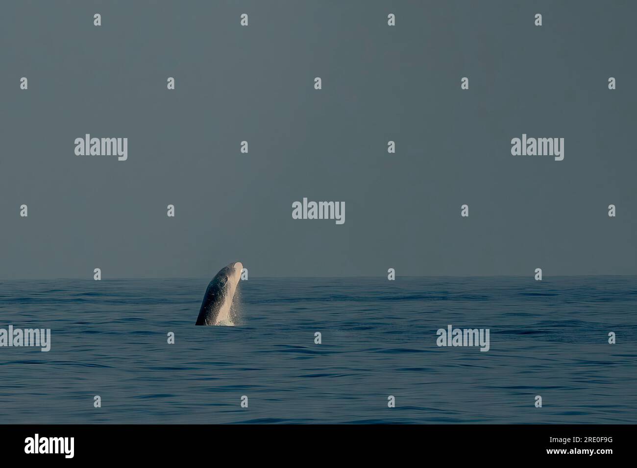 Une brèche Balaenoptera physalus, la baleine commune incroyable saut tout en migrant vers la mer Ligurienne vers la France Banque D'Images