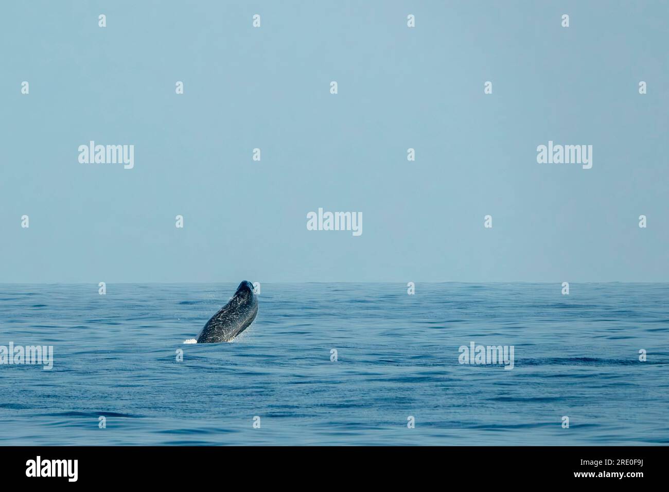 Une brèche Balaenoptera physalus, la baleine commune incroyable saut tout en migrant vers la mer Ligurienne vers la France Banque D'Images