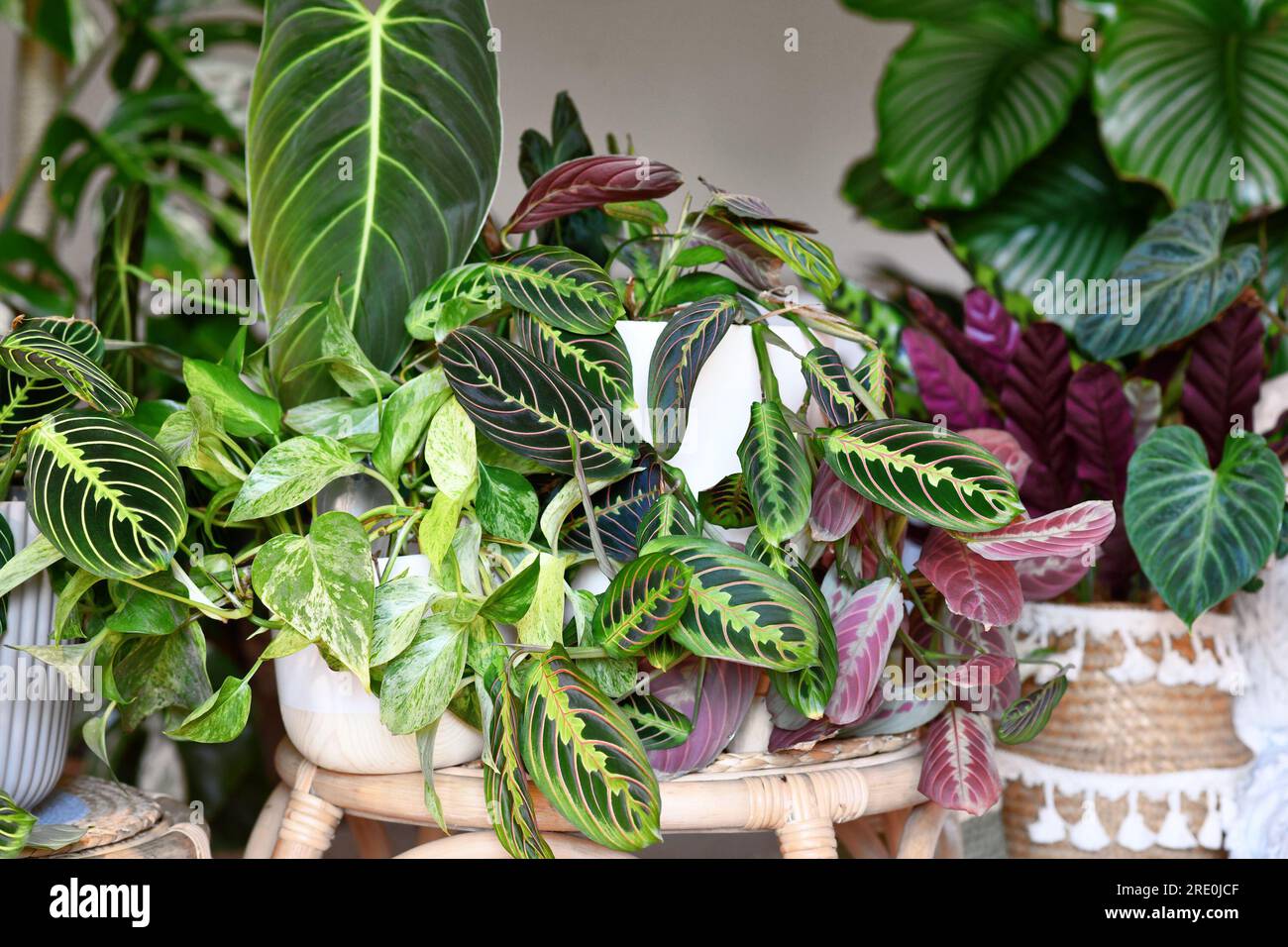 Jungle urbaine. Différentes plantes d'intérieur tropicales comme Pothos, Philodendron ou Maranta plantes dans des pots de fleurs dans le salon Banque D'Images