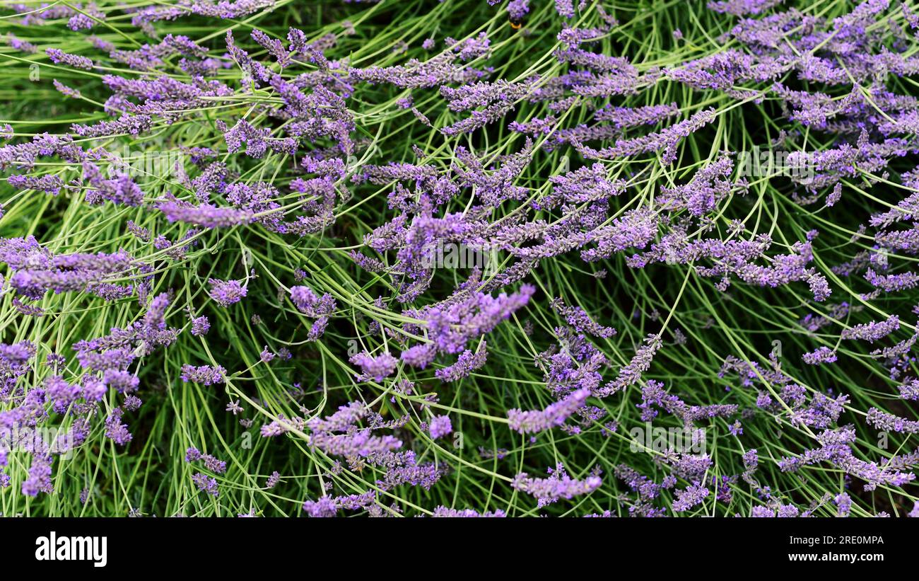 buisson de lavande violette Banque D'Images