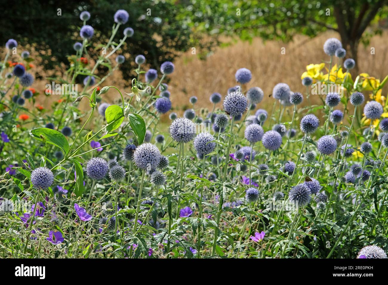 Echinops 'Taplow Blue' globe chardon en fleur Banque D'Images