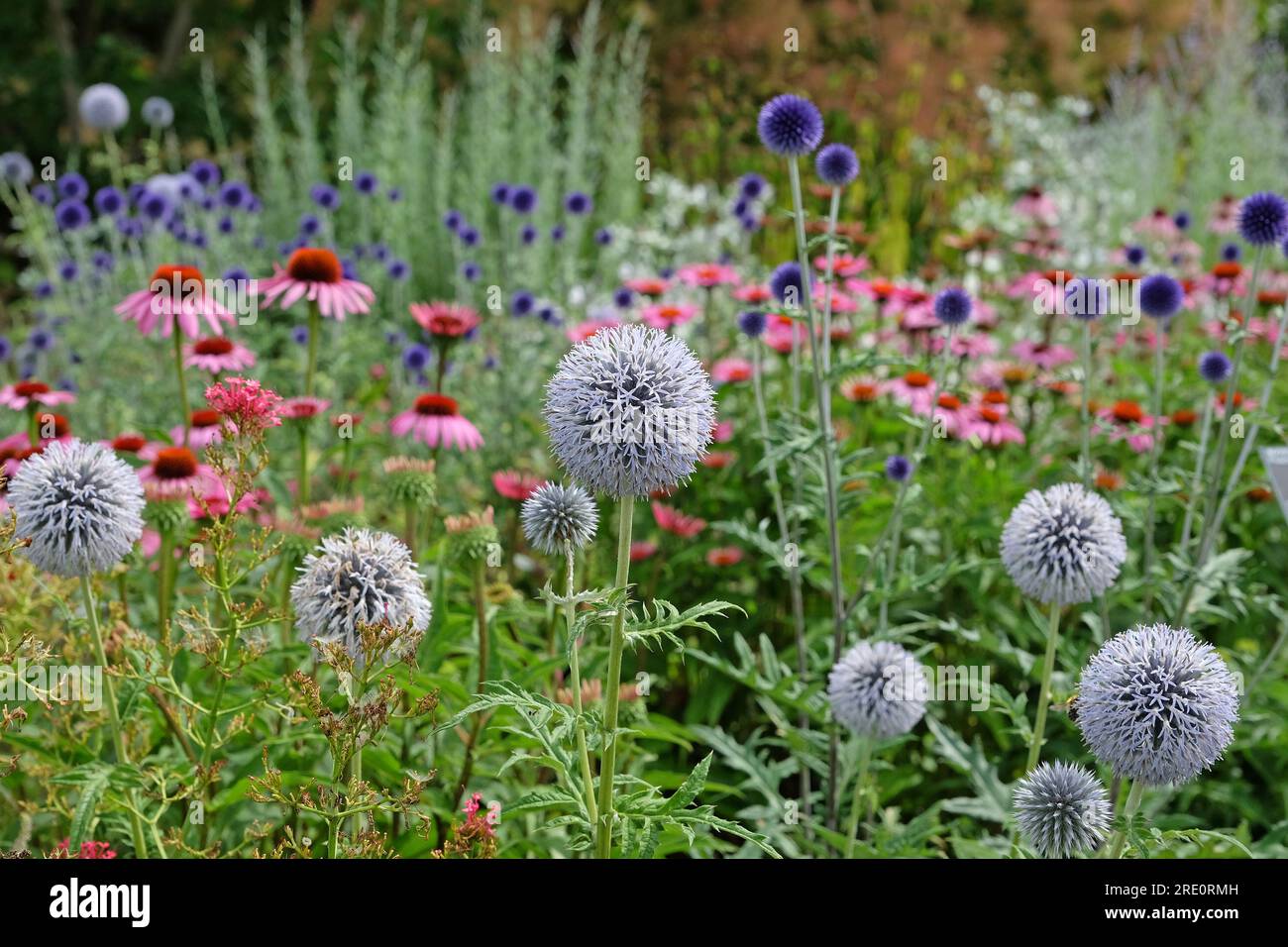 Echinops 'Taplow Blue' globe chardon en fleur Banque D'Images