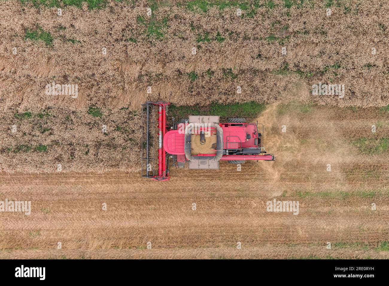 Moissonneuse-batteuse travaillant sur le champ de blé. Vue aérienne de l'agriculture Banque D'Images