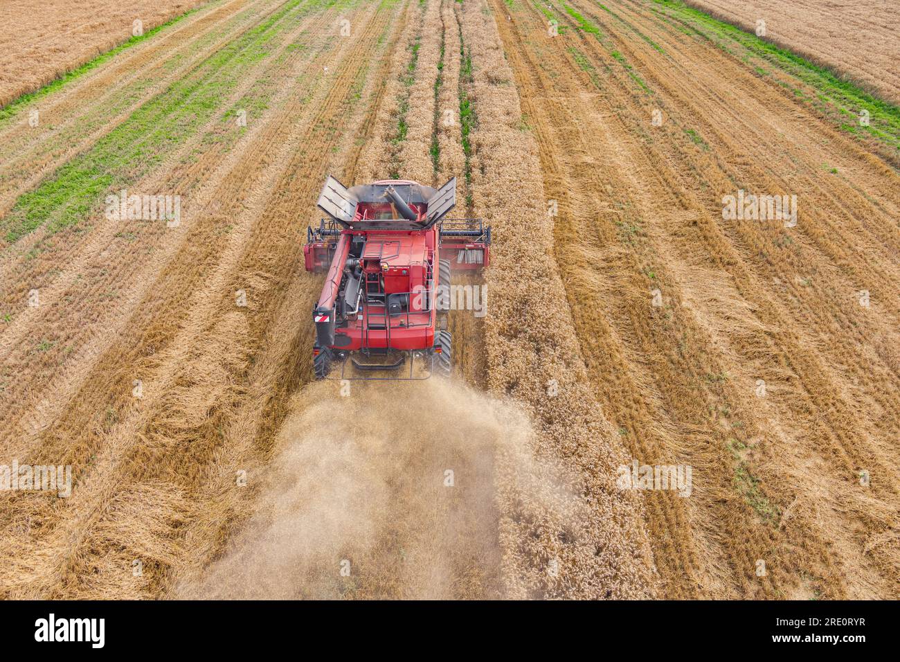 Champ de blé et moissonneuse-batteuse récoltant des céréales. Vue aérienne de l'agriculture Banque D'Images