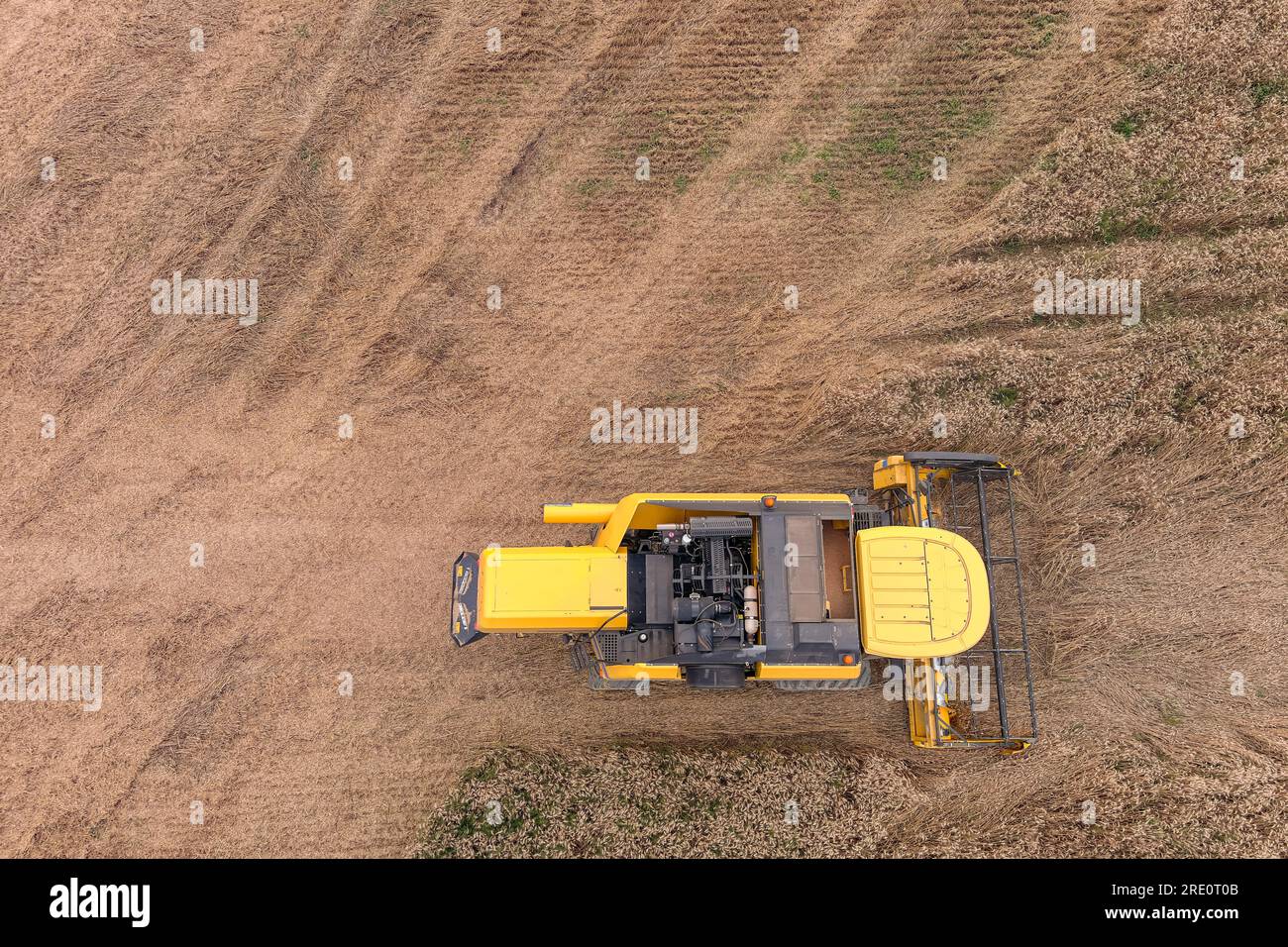 Machine de récolte coupant la récolte dans les terres agricoles. Thème de l'agriculture, saison de récolte. Vue aérienne de l'agriculture Banque D'Images