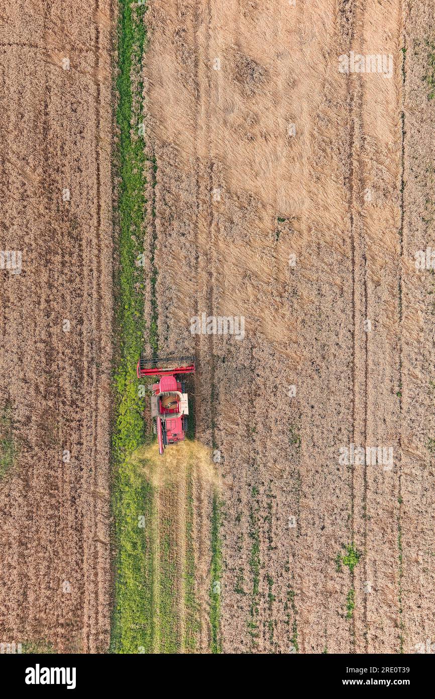 Moissonneuse-batteuse machine agricole récoltant un champ de blé mûr doré. Vue aérienne de l'agriculture Banque D'Images