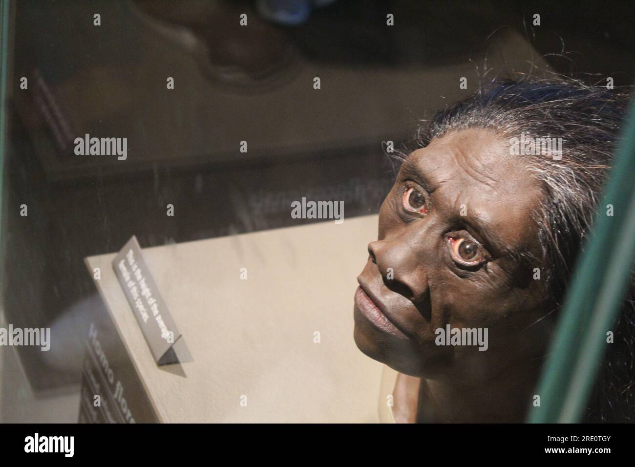 Une photo de la tête d'une forme antérieure d'humains en cours d'évolution au Smithsonian National Museum of National History à Washington DC. Banque D'Images