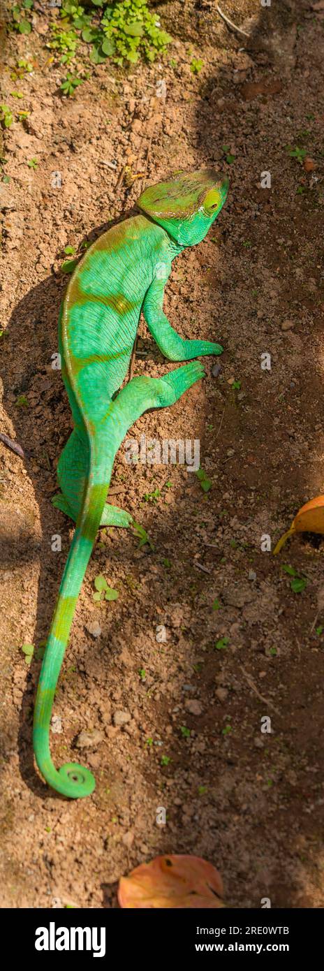 Caméléon vert sur terre orange à Madagascar gros plan Banque D'Images