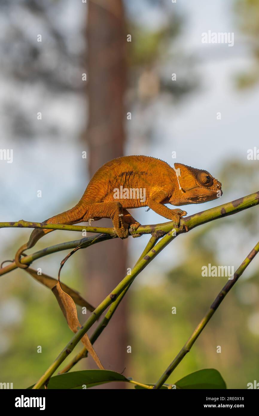 Caméléon brun sur une branche avec des arbres en arrière-plan, Madagascar, Afrique. vertical Banque D'Images