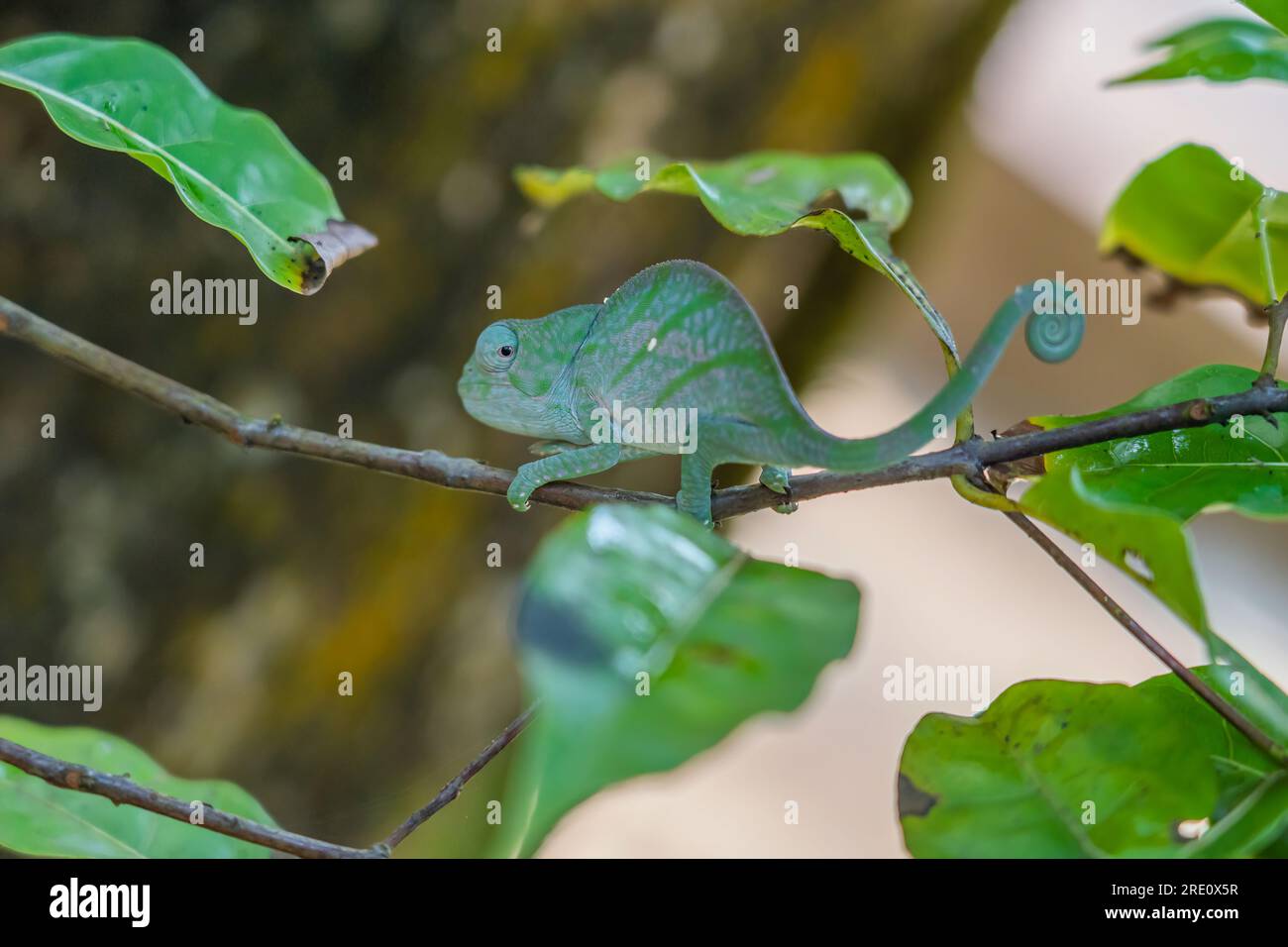 Caméléon vert sur une branche avec des feuilles vertes, Madagascar, Afrique. Banque D'Images