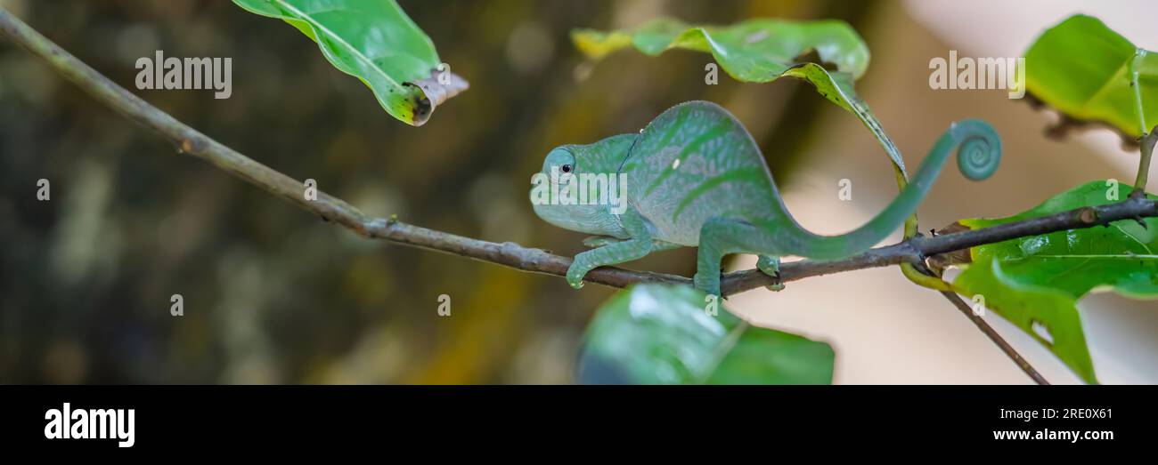 Caméléon vert sur une branche avec des feuilles vertes, Madagascar, Afrique. Banque D'Images