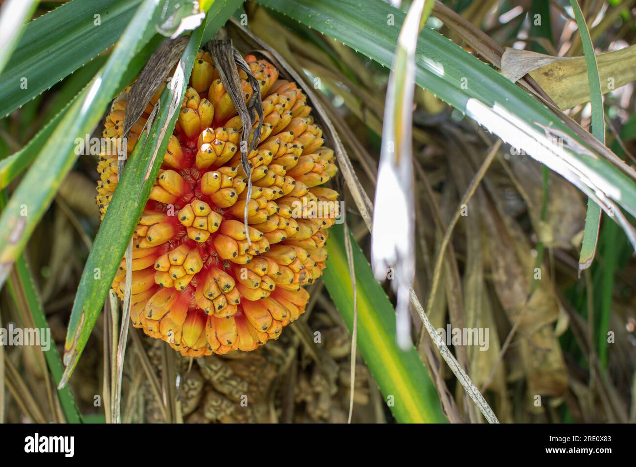 Belle plante tropicale Pandanus tectorius (Hala, Bacua, Vacquois). Gros plan de fruits frais de la mer suspendus à un arbre. Banque D'Images
