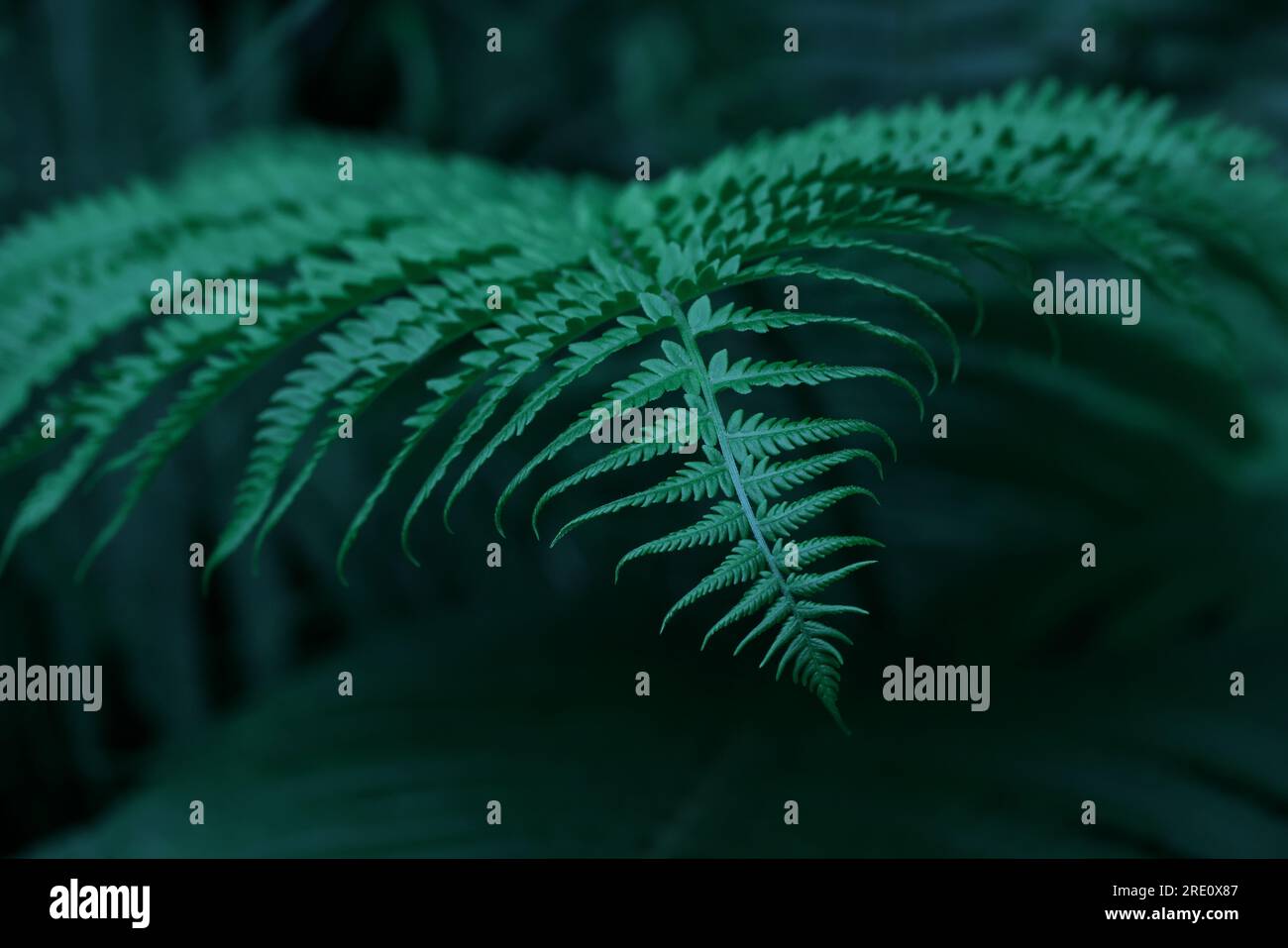 Gros plan de l'arrière-plan des feuilles de fougère vert émeraude du printemps frais, vue à faible angle Banque D'Images