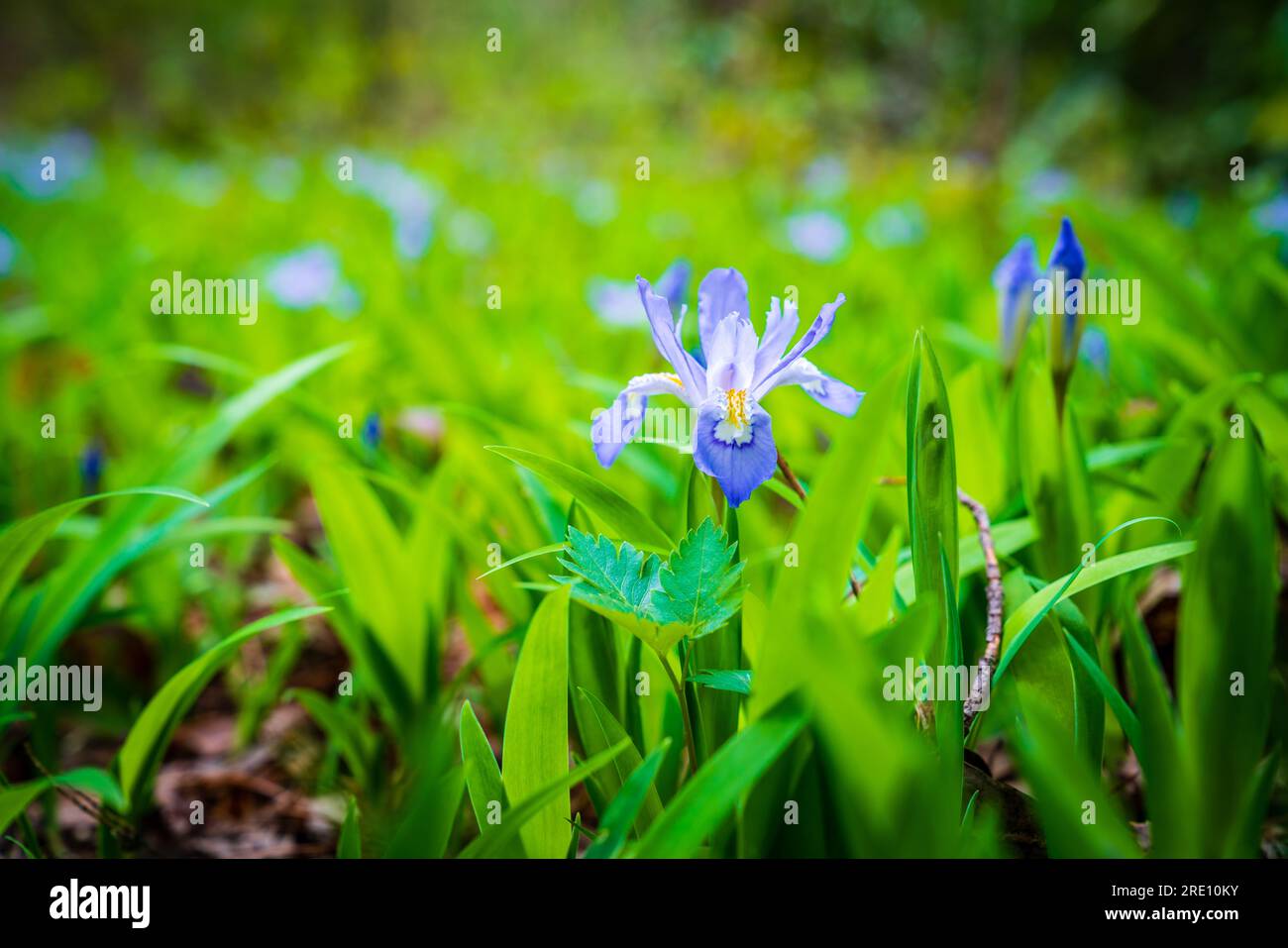 Fleur d'iris nain dans la forêt du Kentucky au printemps Banque D'Images