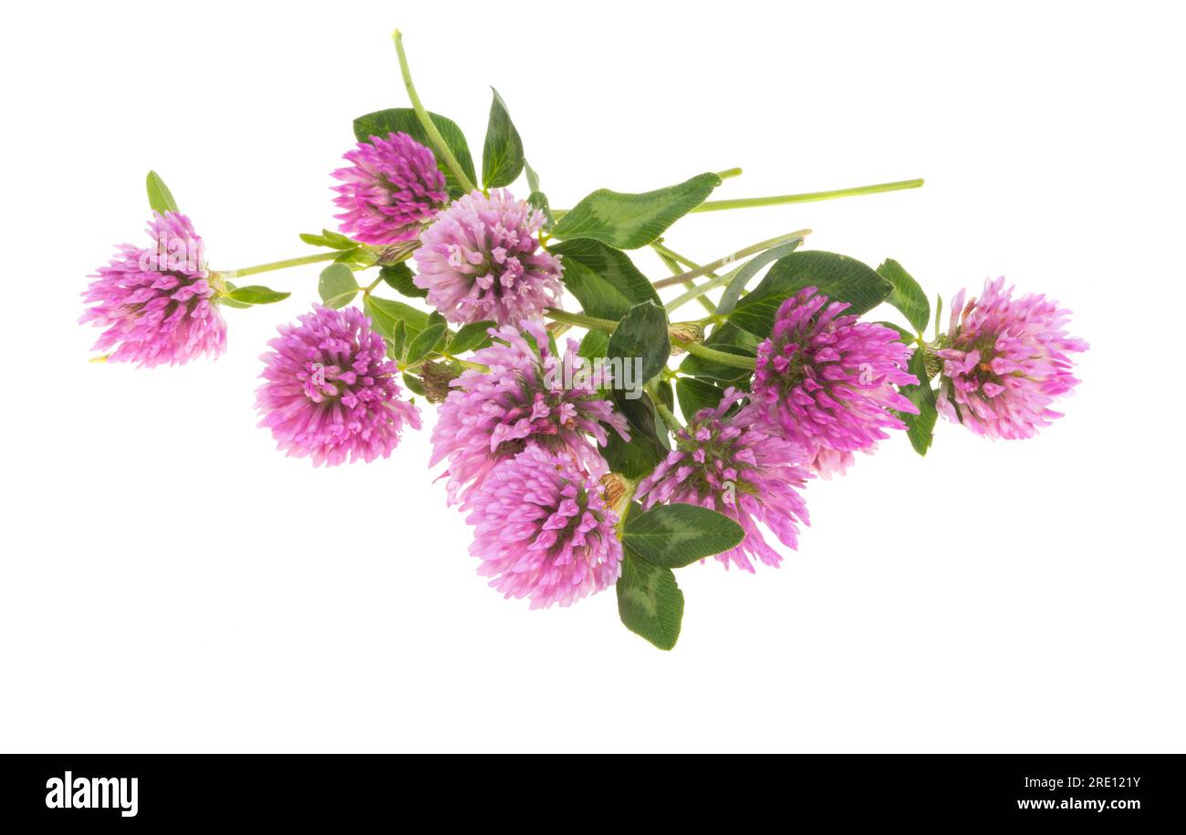 fleurs de trèfle isolées sur fond blanc Banque D'Images
