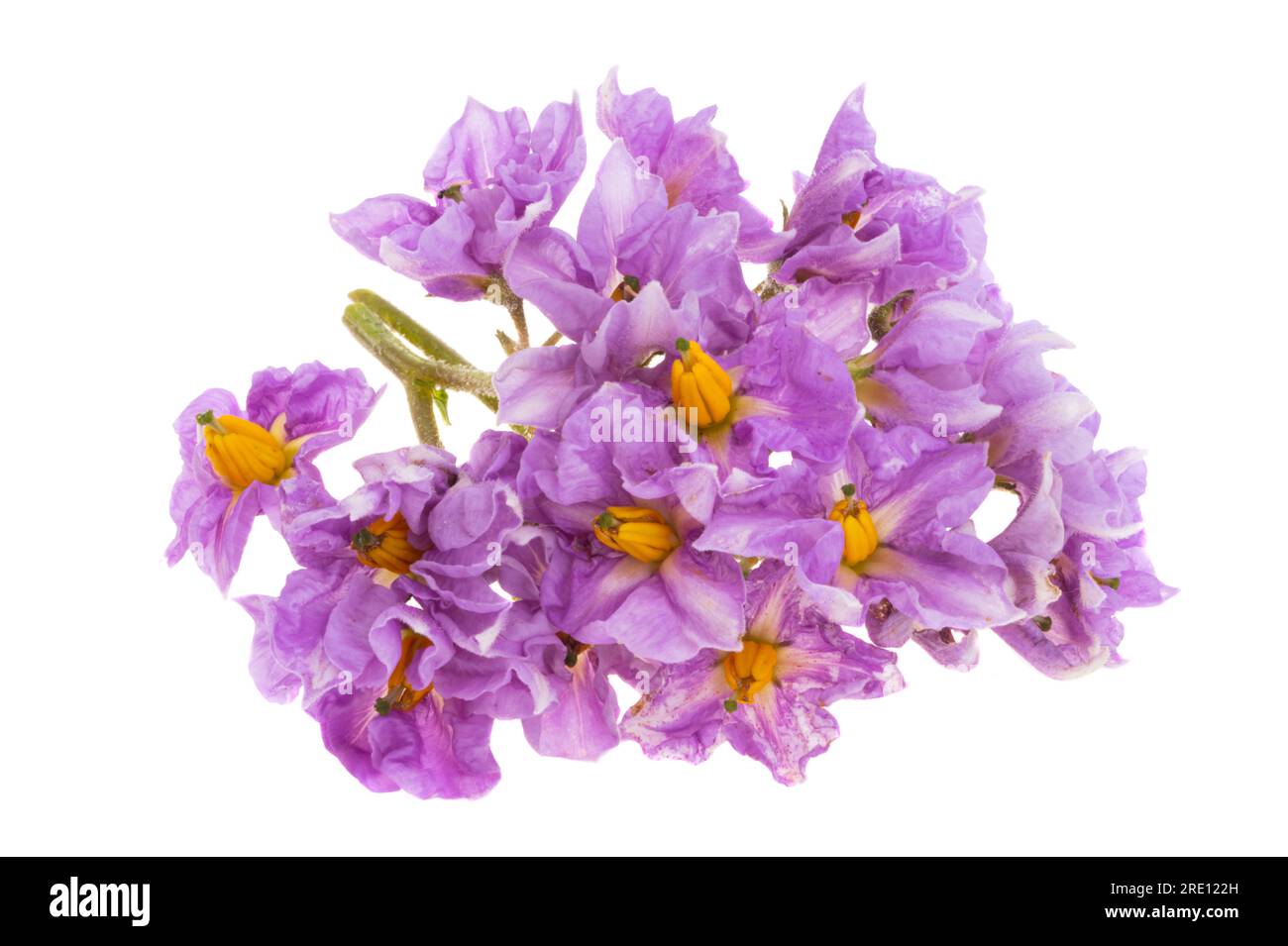 fleurs de pomme de terre isolées sur fond blanc Banque D'Images