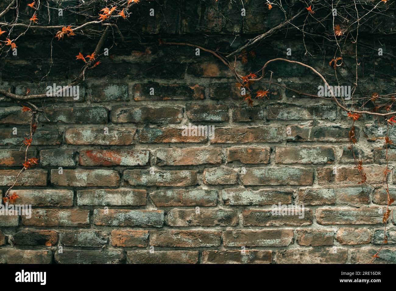 Vieux mur en briques rustiques avec plante rampante desséchée comme fond de médias sociaux, image tonique Banque D'Images