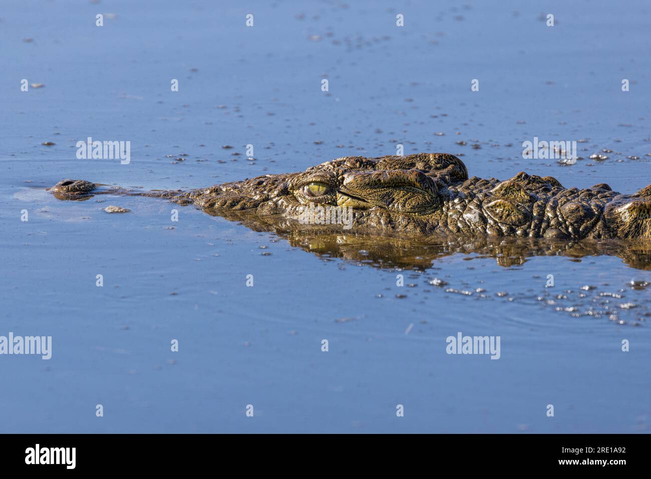 Une vue rapprochée de la tête d'un crocodile du Nil naviguant dans une rivière dans le parc national Kruger, en Afrique du Sud Banque D'Images