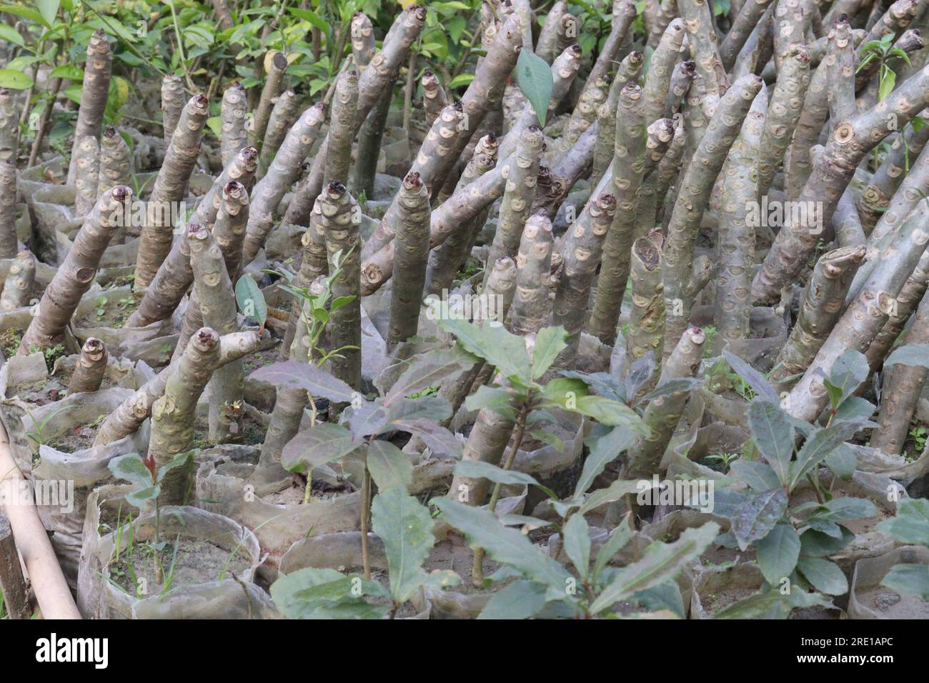 Jardin croton plante d'arbre à la ferme pour la récolte sont des cultures commerciales Banque D'Images