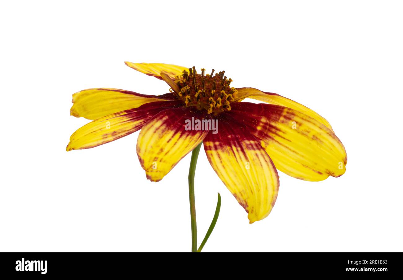 coreopsis tinctoria sur fond blanc Banque D'Images