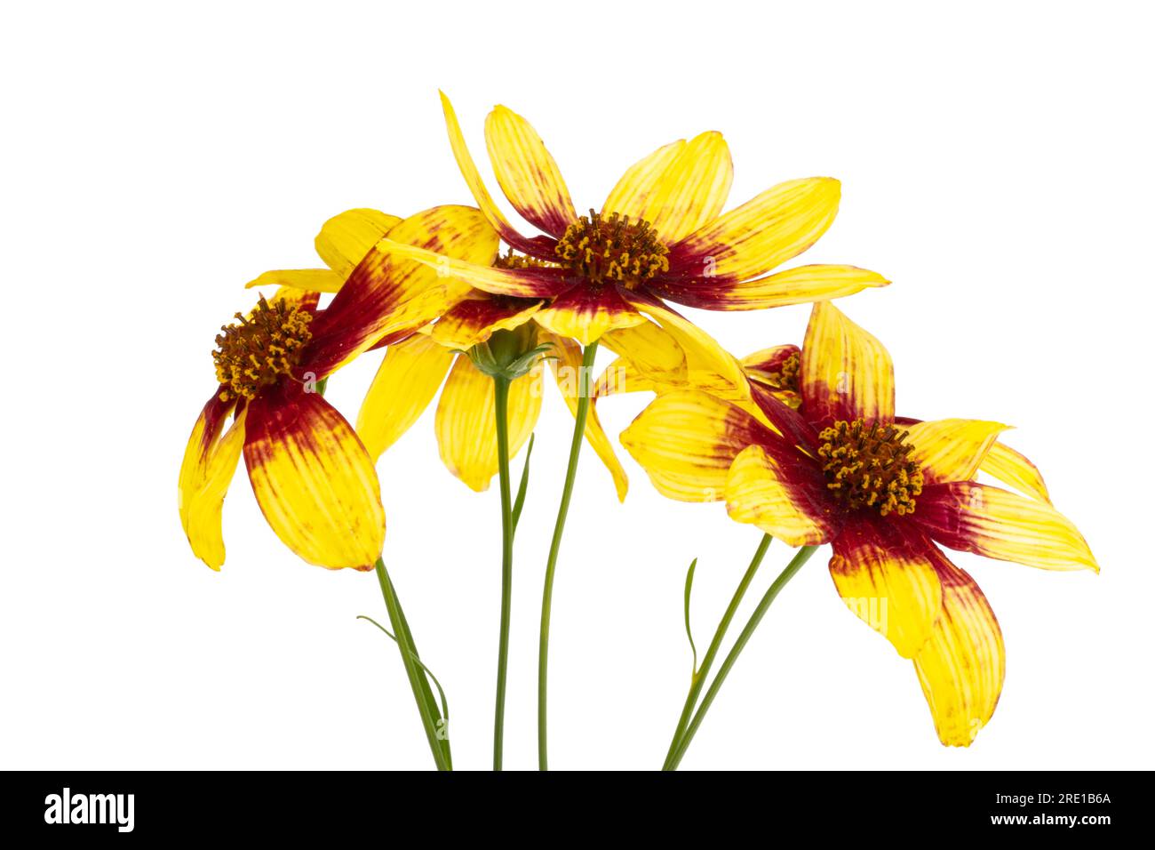 coreopsis tinctoria sur fond blanc Banque D'Images