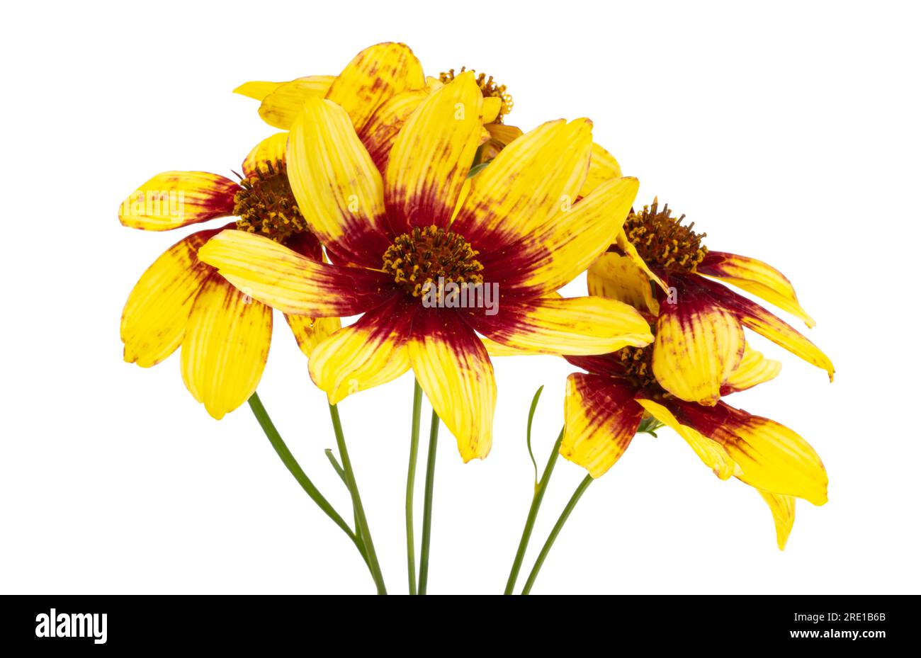 coreopsis tinctoria sur fond blanc Banque D'Images