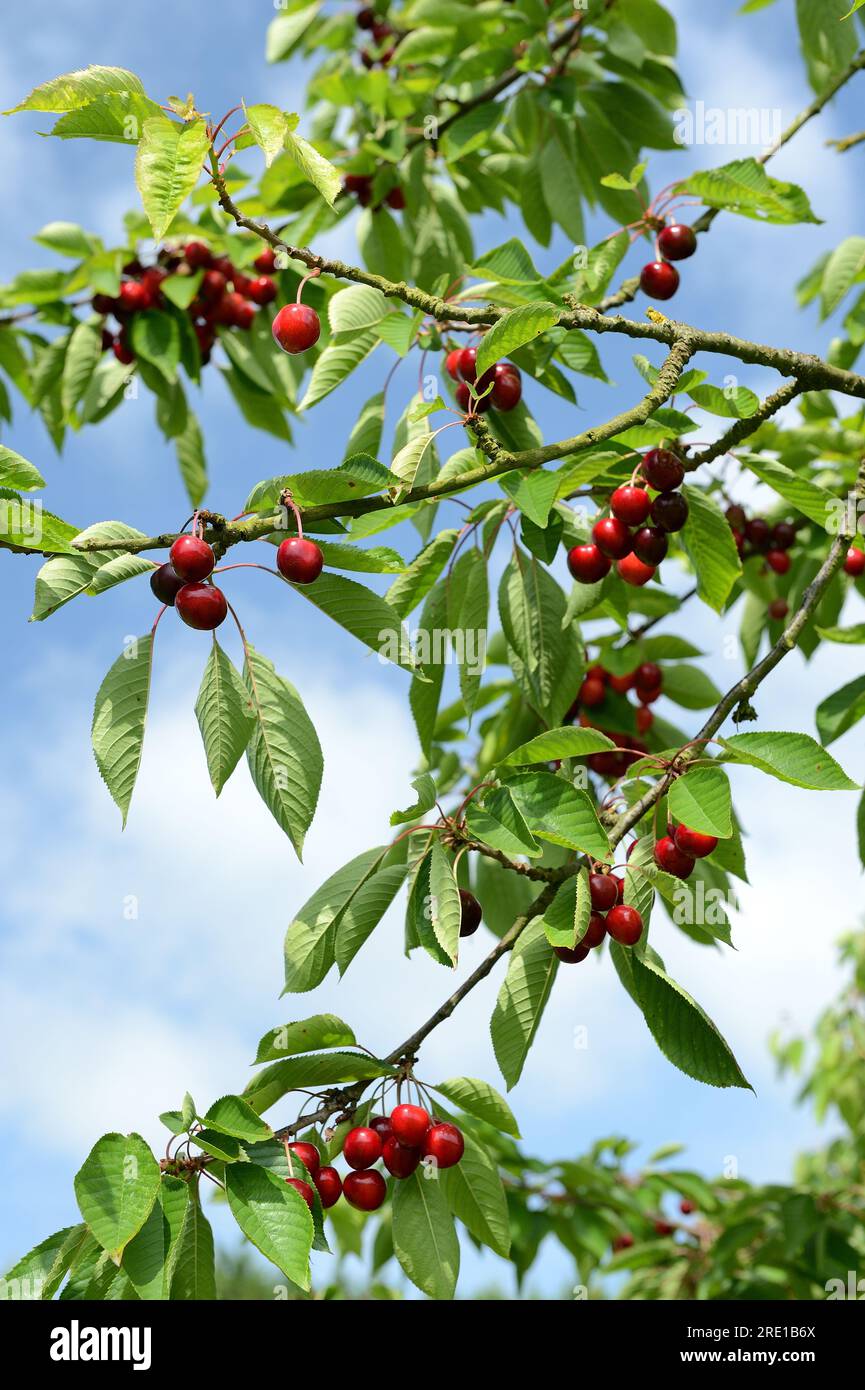 Le Mesnil sous Jumieges : cueillette des cerises dans la vallée de la Seine (nord de la France). Cerisier, prunus avium Banque D'Images