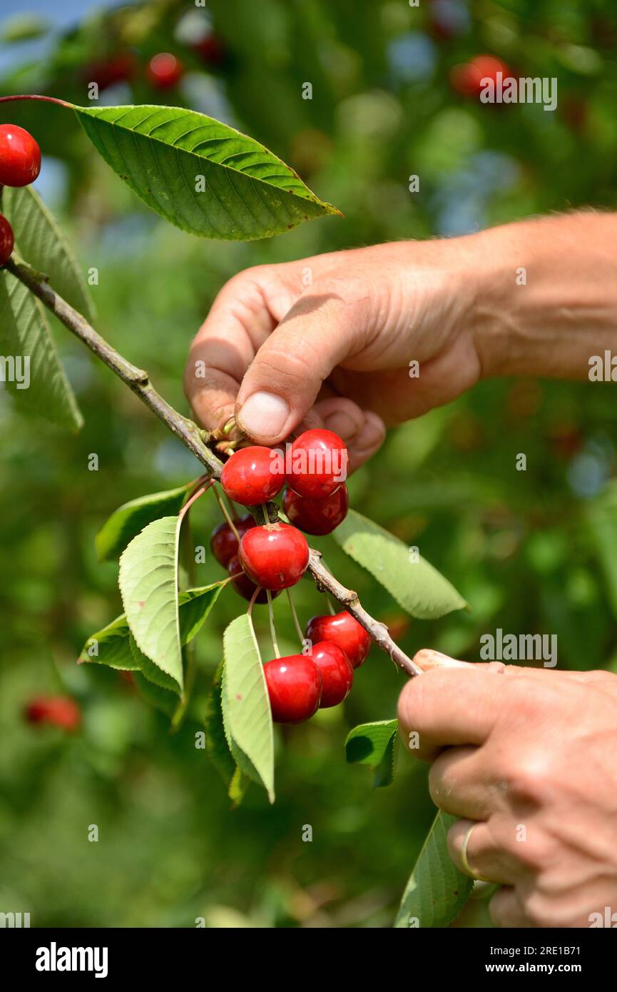 Le Mesnil sous Jumieges : cueillette des cerises dans la vallée de la Seine (nord de la France). Cerisier, prunus avium. Mains cueillant des cerises Banque D'Images