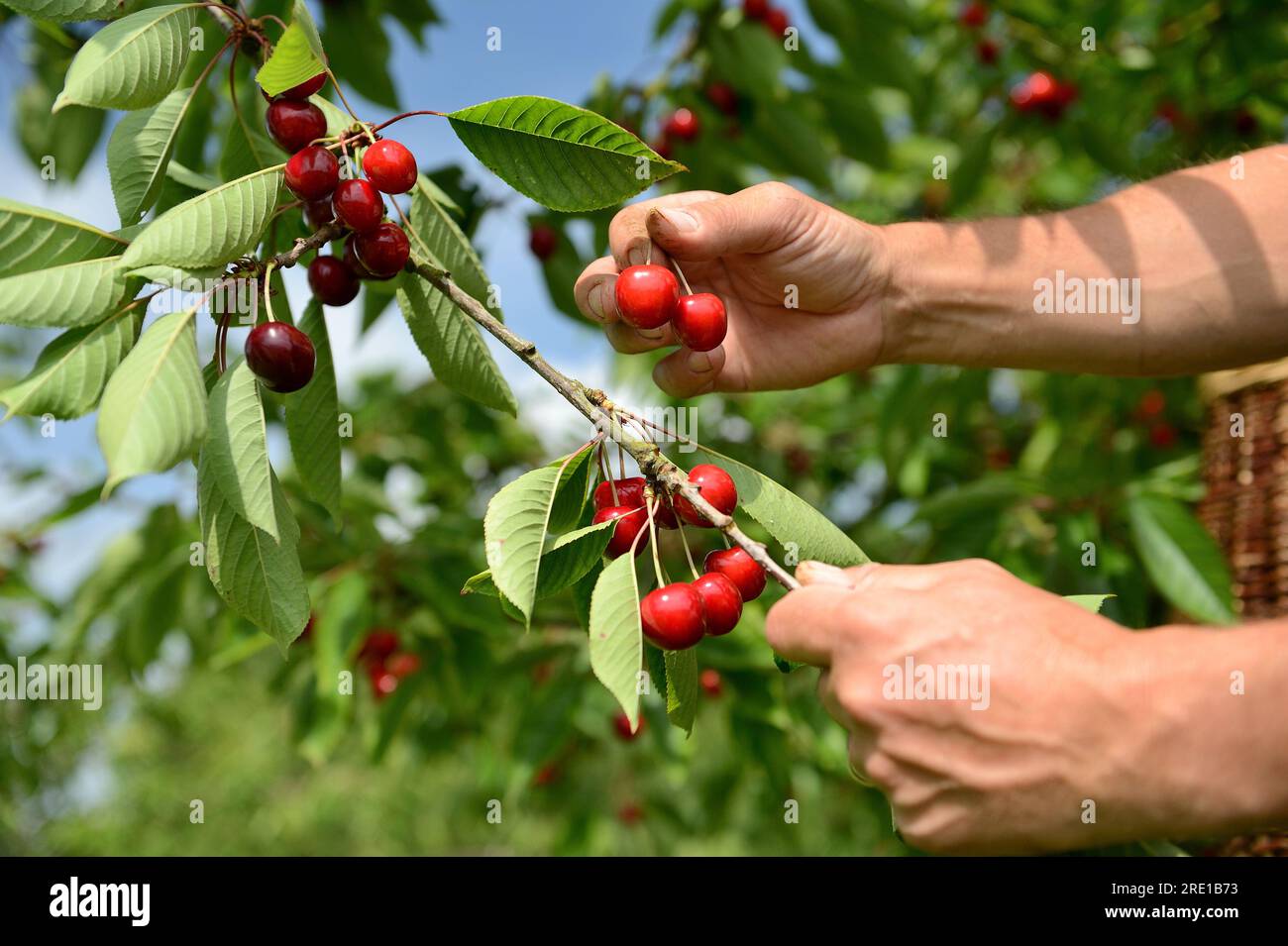 Le Mesnil sous Jumieges : cueillette des cerises dans la vallée de la Seine (nord de la France). Cerisier, prunus avium. Mains cueillant des cerises Banque D'Images
