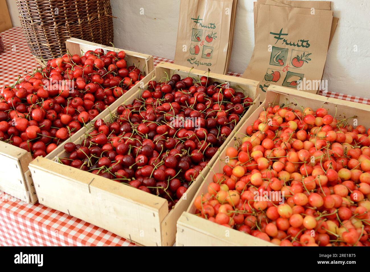 Le Mesnil sous Jumieges : cueillette des cerises dans la vallée de la Seine (nord de la France). Marché agricole : caisses de cerises, vente directe, prunus avium Banque D'Images