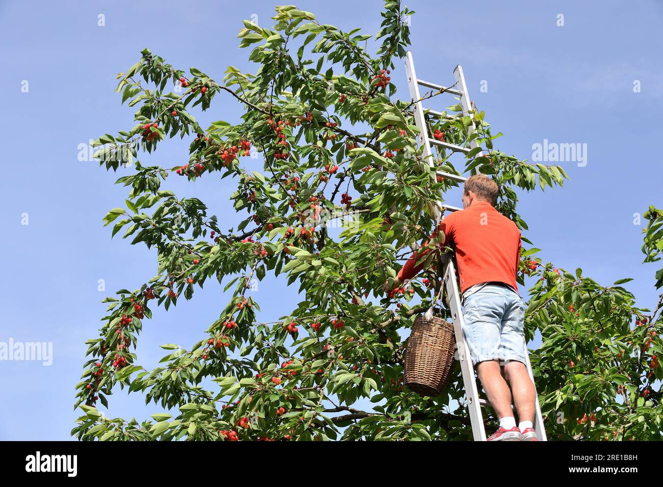 Le Mesnil sous Jumieges : cueillette des cerises dans la vallée de la Seine (nord de la France). Homme debout sur une échelle cueillant des cerises dans un cerisier, prunus av Banque D'Images Le Mesnil sous Jumieges : cueillette des cerises dans la vallée de la Seine (nord de la France). Homme debout sur une échelle cueillant des cerises dans un cerisier, prunus av Banque D'Images