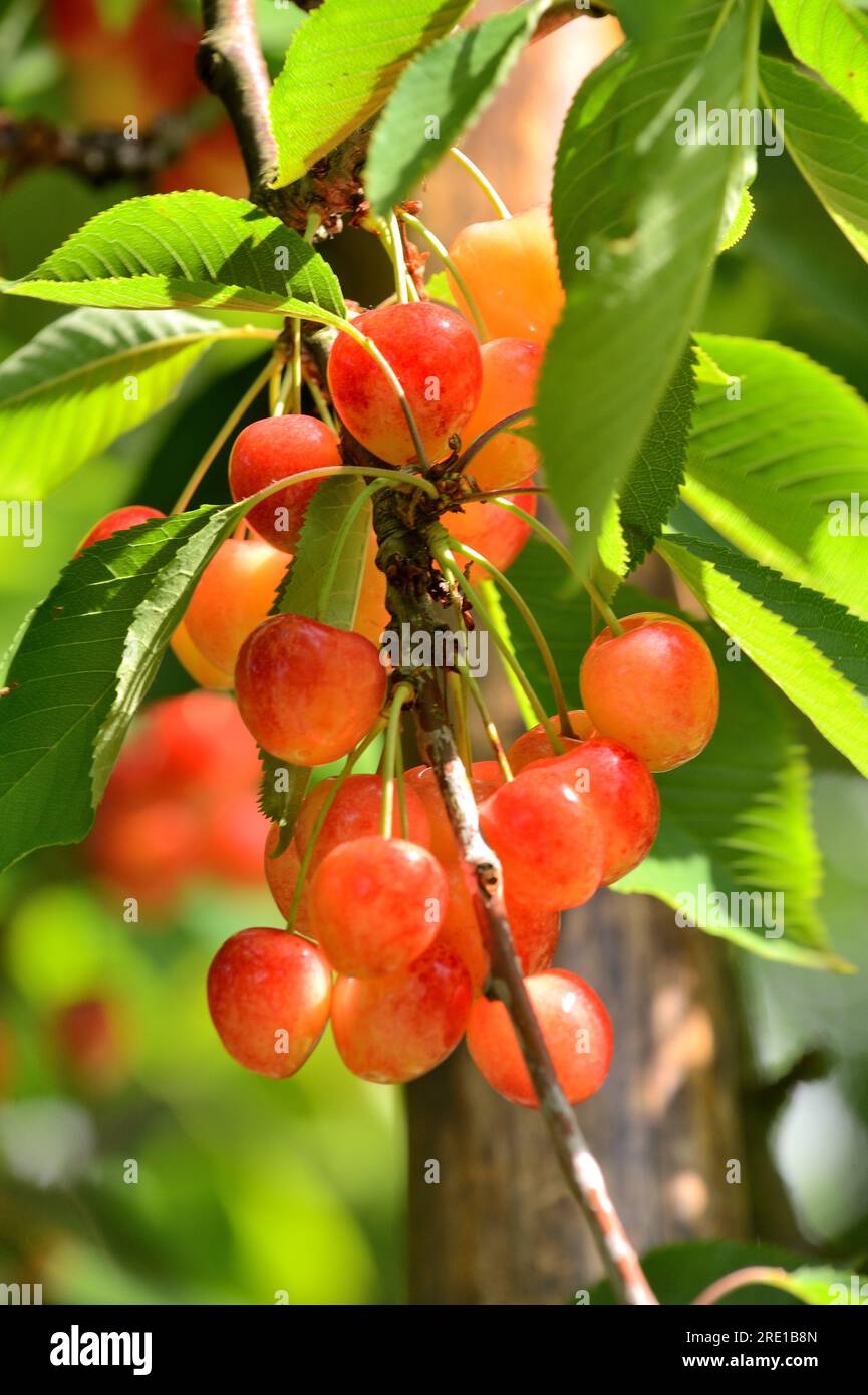 Le Mesnil sous Jumieges : cueillette des cerises dans la vallée de la Seine (nord de la France). Cerisier prunus avium Banque D'Images